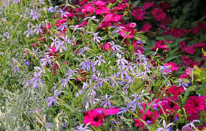 Grow laurentia in full sun to partial shade.