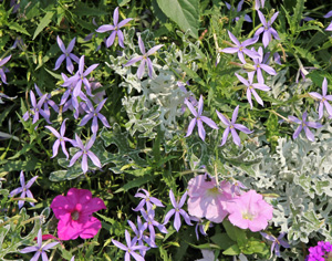 Laurentia combines well with other plants as a filler.