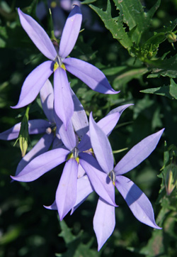 The star-shaped flowers may be blue, pink or white.