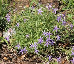 Plants have a mounded form.