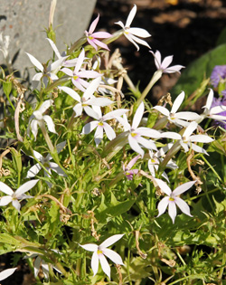 A white cultivar of laurentia.