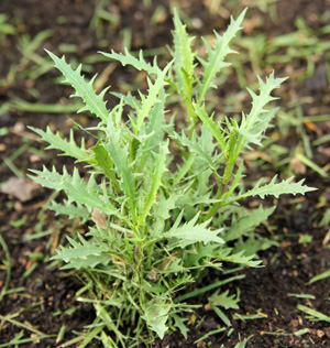 A young Avante Garde Pink plant shows the deeply cut leaves that create a fine, ferny appearance