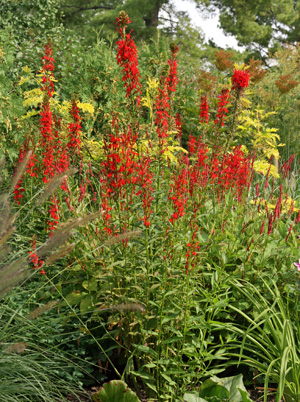 Cardinal flower in bloom.