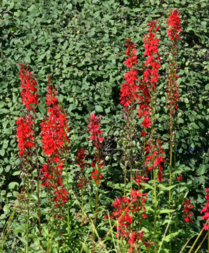 Cardinal flower is great for moist spots.