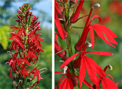 The flowers are a brilliant red.