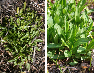 The basal leaves in spring (L) and early summer (R).