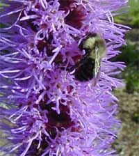 Liatris flowers are attractive to bees and butterflies. 