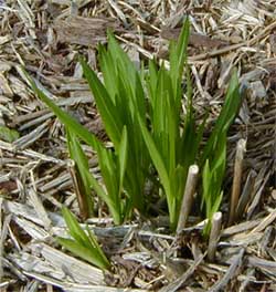 The grass-like foliage emerges in early spring.
