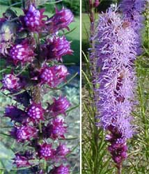 Liatris flowers.