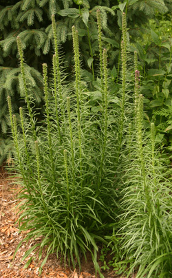 Liatris plants just before blooming.