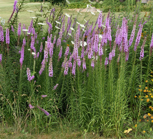 Liatris produces tall spikes of purple flowers in late summer.