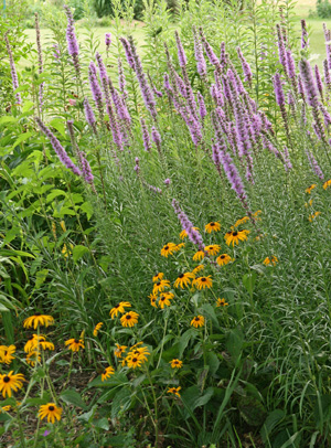 Liatris can be used in borders or informal meadow plantings. 