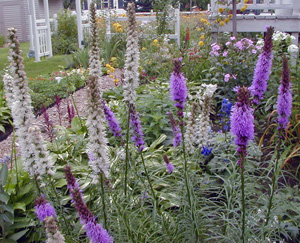 There are both white and purple varieties of Liatris available commercially. 