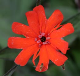L. ×arkwrightii 'Vesuvius' flower.