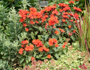 Lychnis ×arkwrightii 'Vesuvius' amid other perennials.