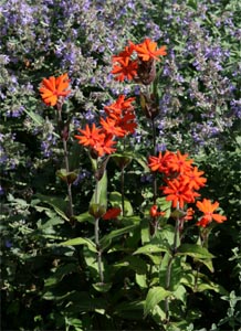 L. ×arkwrightii 'Vesuvius' surrounded by Nepeta fassenii 'Walker's Low'.