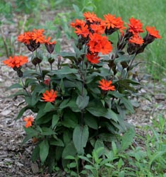 Lychnis ×arkwrightii 'Vesuvius'.