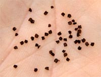 The tiny seeds of L. ×arkwrightii in the palm of a hand.