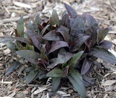 L. ×arkwrightii 'Vesuvius' foliage in spring.