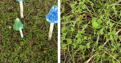 Slug damage to golden creeping jenny.