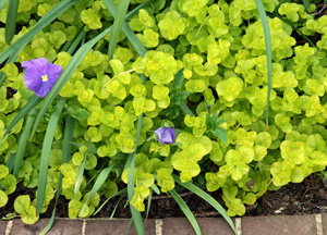 The leaves of golden creeping jenny are chartruese when grown in shade, but are more golden in full sun.