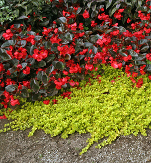 Lysimachia nummularia Aurea with red-flowered begonia.