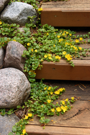 The species (green form) L. nummularia in flower.