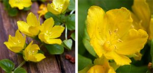 The bright yellow, cup-shaped flowers of creeping Jenny.