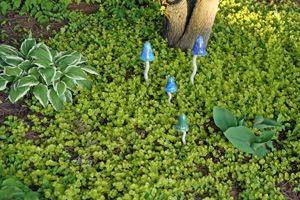 Golden creeping jenny as a groundcover in a shady area.