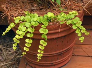 Golden creeping jenny is a good as a trailing plant in containers.