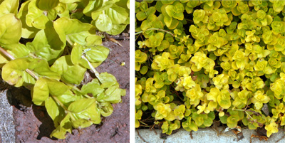 The small, rounded leaves are borne on trailing stems.