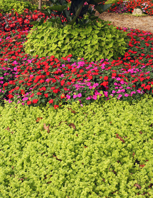 Golden creeping jenny (front) used in an annual bed with impatiens and Marguerite ornamental sweet potato.