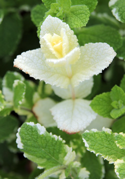 All white stems are more susceptible to sunburn than variegated ones. 