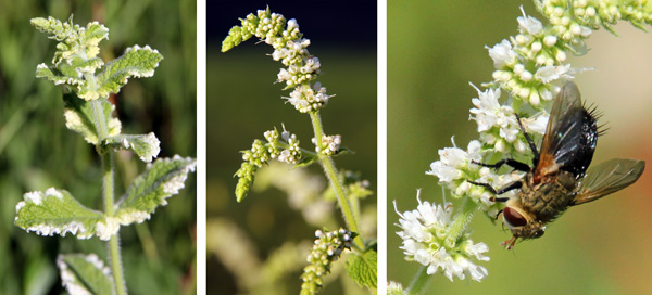 Pineapple mint flowering (L), spike with buds (C) and flowers (R).