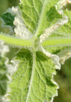 Pineapple mint has hairy, crinkly leaves.