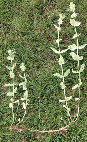 Pineapple mint spreads from shallow, underground rhizomes.