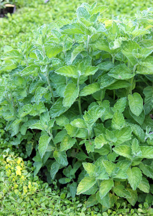 Mentha suaveolens, apple or wooly mint.