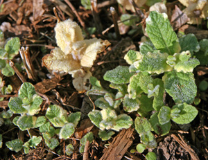 Fresh foliage of pineapple mint emerging in early spring.