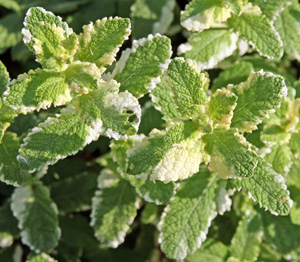 Variegated leaves of pineapple mint.