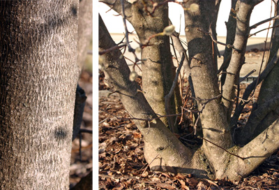 The silvery gray bark on a main trunk (L) and a multi-branched trunk (R).