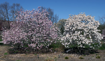 Star magnolia trees in bloom.
