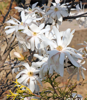 Star magnolia has variable flowers.