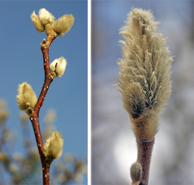 Flower buds just before opening.