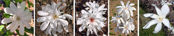 Different clones or cultivars have different numbers of petals.