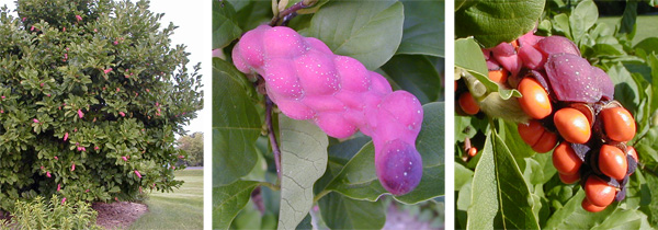 Magnolia stellata with fruits (L), an intact knobby pink fruit capsule (C), and burst capsule with orange seeds (R).