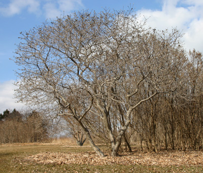 M. stellata Royal Star tree in late winter.