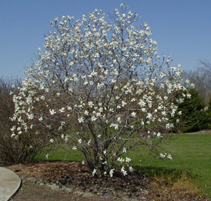 Star magnolia in early bloom.