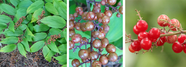 The berries on the ends of the stems (L) turn from green with red mottling (C) to red when mature (R).