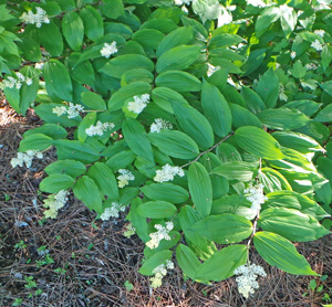 False Solomons seal likes rich, moist soil.