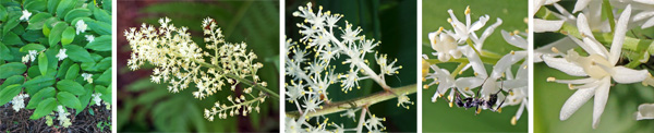 The flowers of false Solomons seal are borne on the ends of the stems (L) in feathery clusters (LC) with 20-80 flowers (C), and each starshaped white flower with 6 tepals and stamens (RC and R).